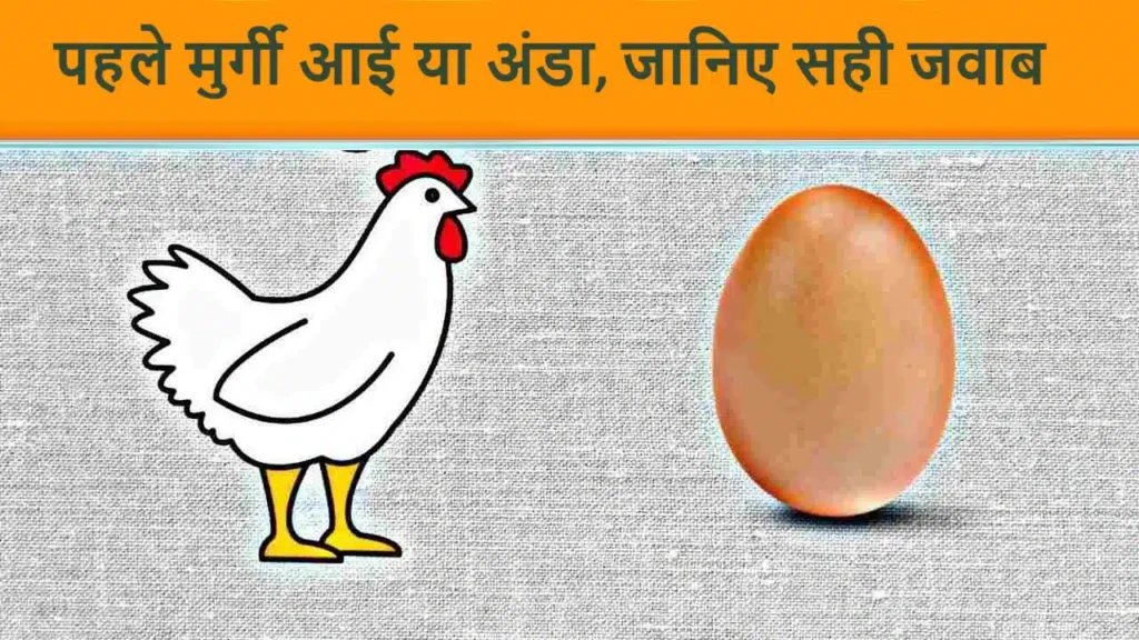 GK in Hindi: पहले मुर्गी आई या अंडा, जानिए सही जवाब